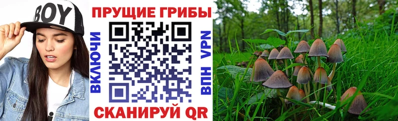 Галлюциногенные грибы GOLDEN TEACHER  Купить закладки  Солигалич 